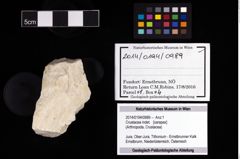 Foto (Objekt + Etikett) von Crustacea indet.  (NHMW-GEO-2014-0194-0989)
